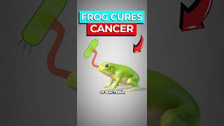 Scientists Cure Cancer By Injecting Frog Bacteria