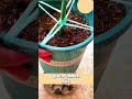 Ten en cuenta esto para cuidar a tu nochebuena #plantas #jardineria #jardin #plants #huerto