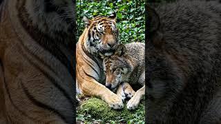 #tiger #wolf #bestmoments #fruits #ali