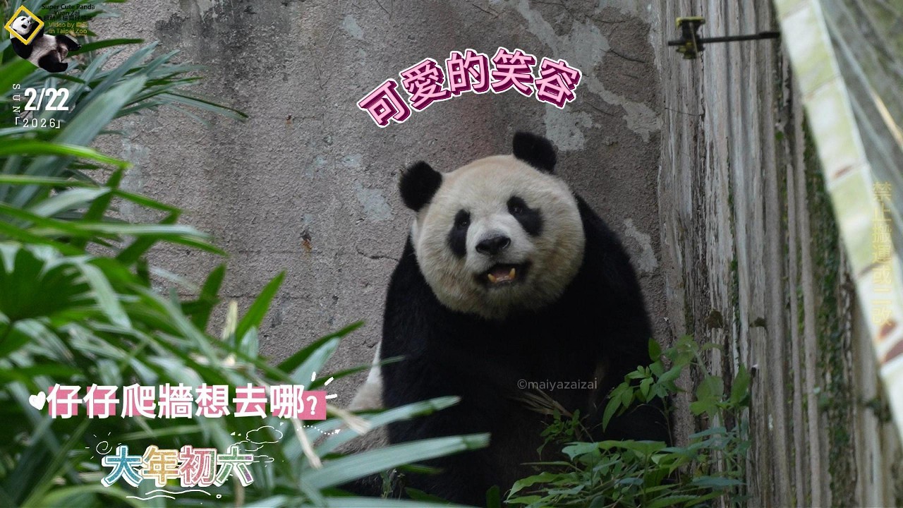 20260222 圓仔中午不睡覺，爬牆想去哪？爬山後回家泡湯還踢腳腳 The Giant Panda Yuan Zai
