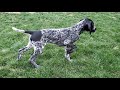 4 month german shorthair pointing