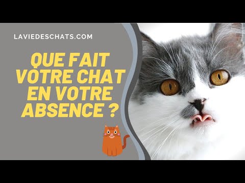 Vidéo: 18 animaux qui comprennent très bien vos luttes de vacances