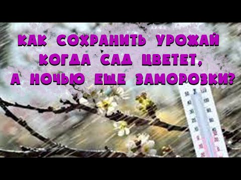 Как сохранить урожай когда сад цветет, а ночью еще заморозки?