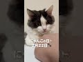 にゃんこの日まであと5️⃣日!