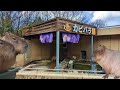 【カピバラ】いしかわ動物園　＜ＩＳＨＩＫＡＷＡ　ＺＯＯ＞でカピバラタイム【石川県】