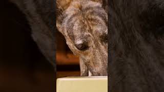 Download Lagu Pancreatitis in Dogs | Top 100 common disease in dogs 2024 #shorts #bellaandbuddy #pancreatitis MP3