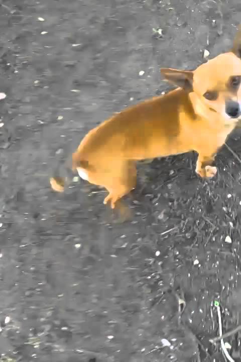 Real Chupacabra Caught On Tape