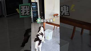 这毛孩子的小算盘打得可精了#动物的迷惑行为 #养狗的乐趣 #萌宠搞笑 #史宾格