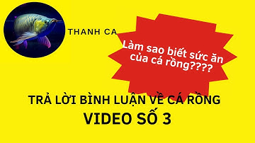 TRẢ LỜI BÌNH LUẬN - VIDEO SỐ 3: LÀM SAO ĐỂ BIẾT SỨC ĂN CỦA CÁ RỒNG?