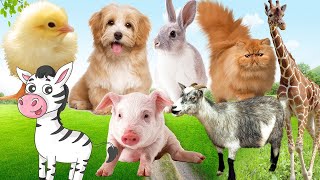 Kegembiraan hewan: anjing, kucing, bebek, ayam, sapi - suara hewan ternak