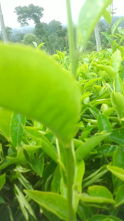 HIJAU PERKEBUNAN TEH #alampedesaan #hijauituindah #alhamdulillah #pagipagiambyar #tehalamijamus #oke