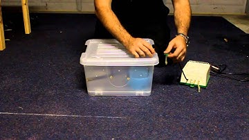 Green Tree Python Home