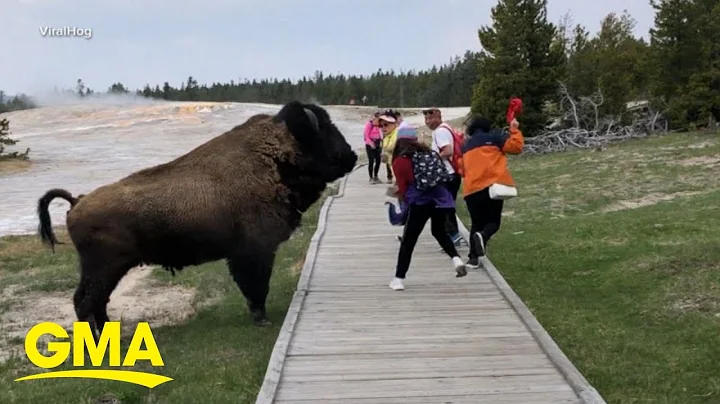 New warnings for tourists about wildlife at Yellowstone National Park l GMA - DayDayNews