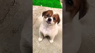 Cute puppy 🐶 #dog #animals #funny