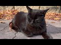 黒猫はほんと穏やかで人懐っこい子が多い