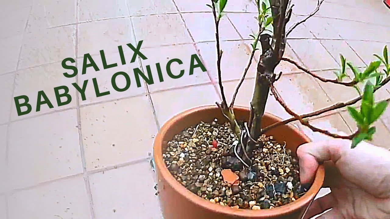 Willow (Sauce) Bonsai YouTube