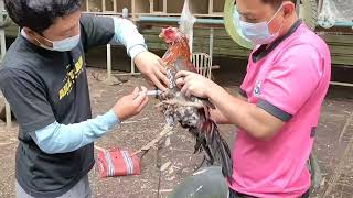 YANBAS RBF  peternak ayam kaki GETAR terheboh di BALI