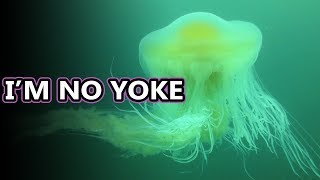 Egg Jellyfish facts: not very edible | Animal Fact Files