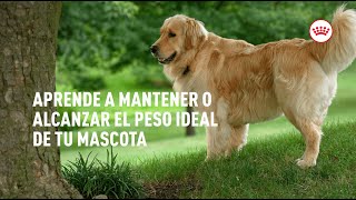 Obesidad en perros | Royal Canin