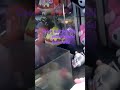 Will I win Kuromi #arcade #arcadefun #clawmachine #sanrio #hellokittyandfriends #kuromi #cliffhanger