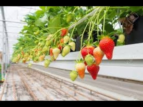 Video: What Are Everbearing Strawberries - When Do Everbearing Strawberries
