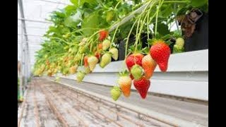 What is the Difference Between June and Everbearing Strawberries