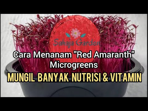 Video: Cara Memanen Amaranth - Tips Memanen Biji Amaranth