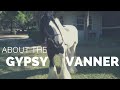 About the gypsy vanner  beautiful horse breeds  discoverthehorse