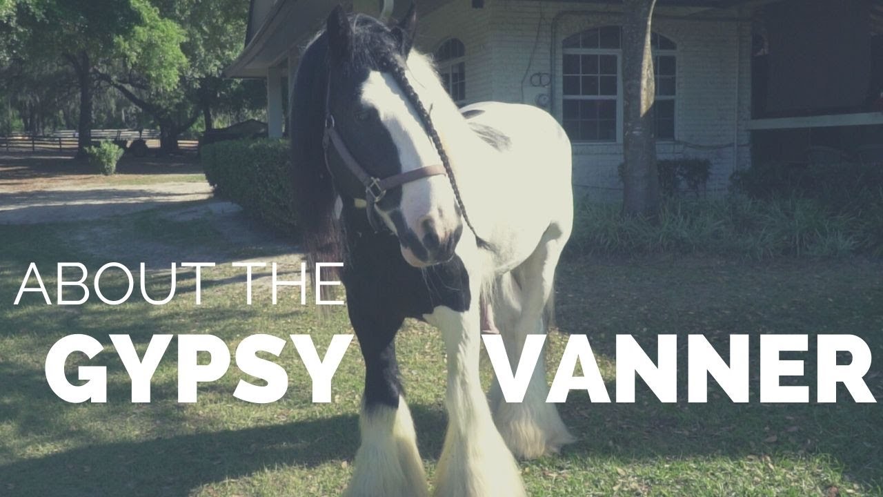 About the Gypsy Vanner! | Beautiful Horse Breeds | DiscoverTheHorse