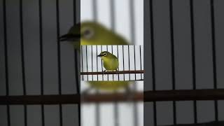 Download Lagu PELECI GACOR | NGERIWIK NGEPLONG  | HOBI BURUNG TV#SHORTS MP3