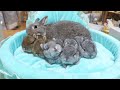 遊んだり寝たりと終始忙しい5つ子赤ちゃんうさぎ【ネザーランドドワーフ】