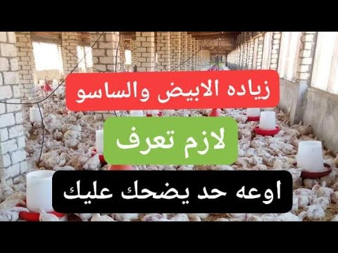زياده الابيض والساسو لازم تعرف سعر التنفيذ الان اوعه حد يضحك عليك