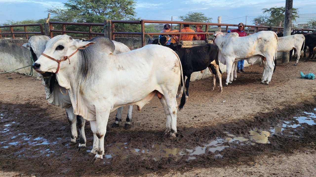 FEIRA DO GADO EM CARUARU-PE  18-03-2025 #nordeste
