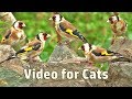 Videos for Cats : Summer Birds and Bird Sounds - 8 HOURS
