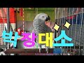 [연구대상parrot]:똘이말이 웃겨서 빼꼽이 빠졌어요 ㅎㅎㅎㅎ