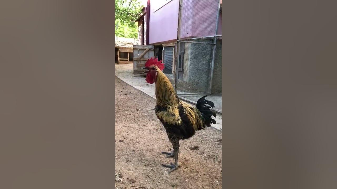 Петух поет в микрофон. Петуха который поет. Петуха который поет. Петух кукараекае. Пение курица.