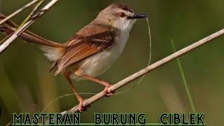 Download lagu MASTERAN BURUNG CIBLEK JAMIN GACOR #ciblekpari #burungkicau #ciblek