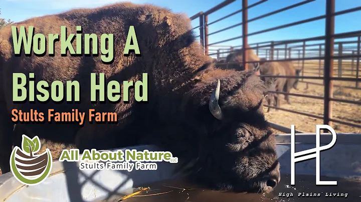 Working Bison Herd At Stults Family Farm - All Abo...