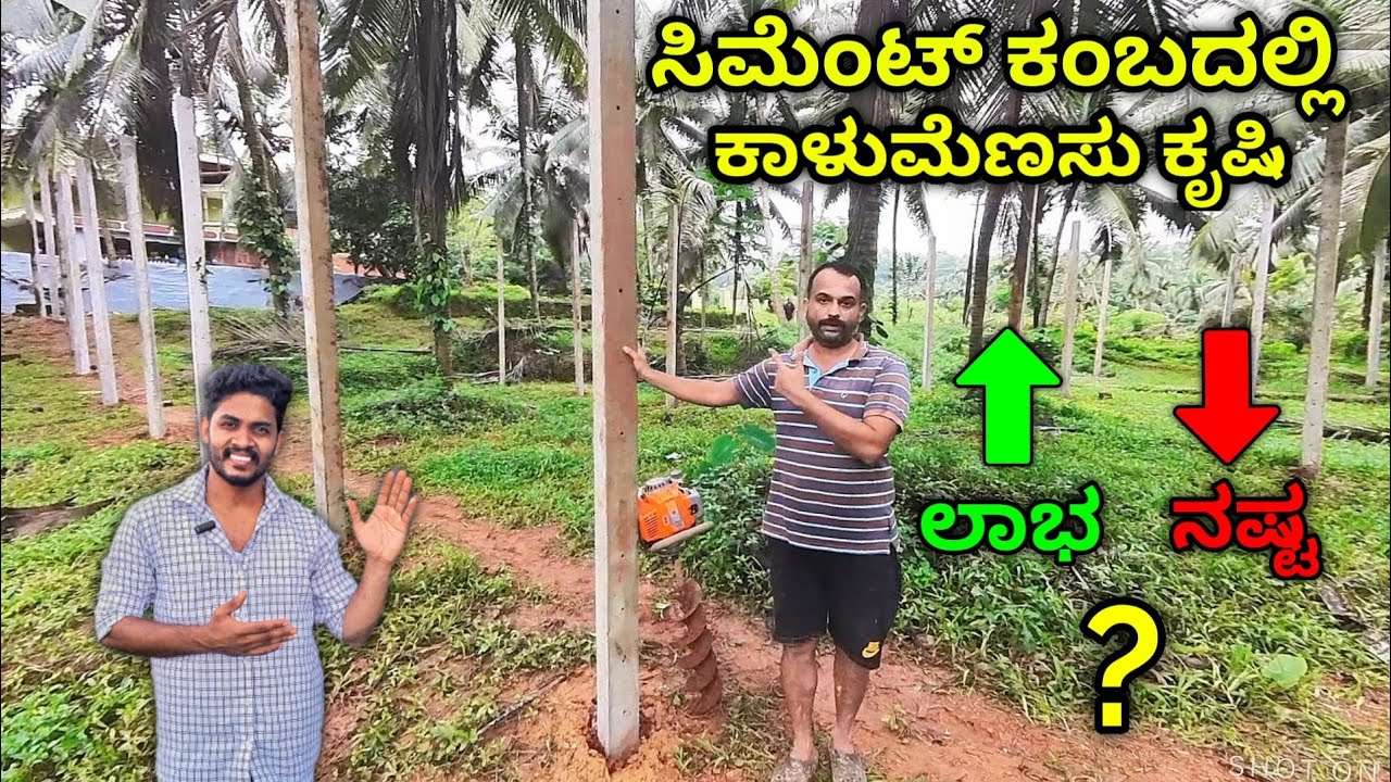 Pepper in a concrete pole...! - ಈ ಮಾದರಿ ನೋಡಿದ್ದೀರಾ..? ಸಂಪೂರ್ಣ ಮಾಹಿತಿ.