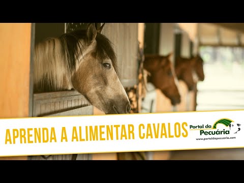 Vídeo: Como Alimentar Um Cavalo