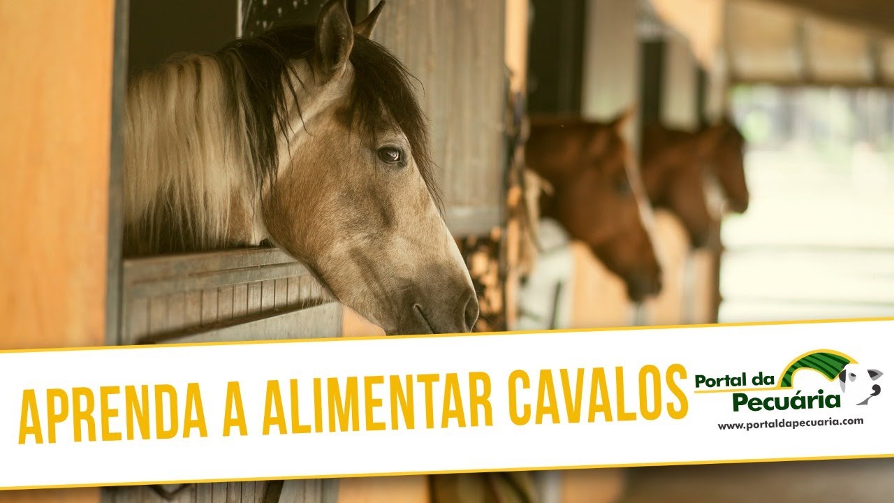 Porque meu cavalo tá mastigando corda? O que eu faço? 