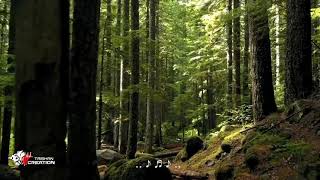  Nature Feel Bgm   Whatsapp Status   Harris Jayaraj mp3