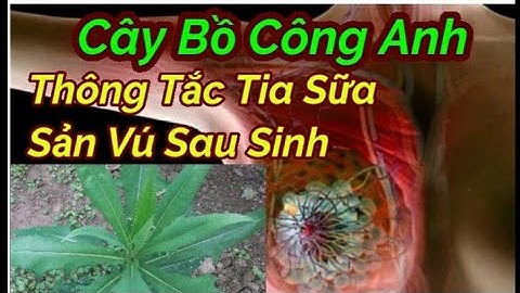 BỒ CÔNG ANH cây rau dại có công dụng kỳ diệu - Trị THÔNG TẮC TIA SỮA, ĐAU VÚ SAU SINH