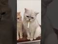 Funny Cats Funny Pets Catcomedy Catvideos Cat Catlover