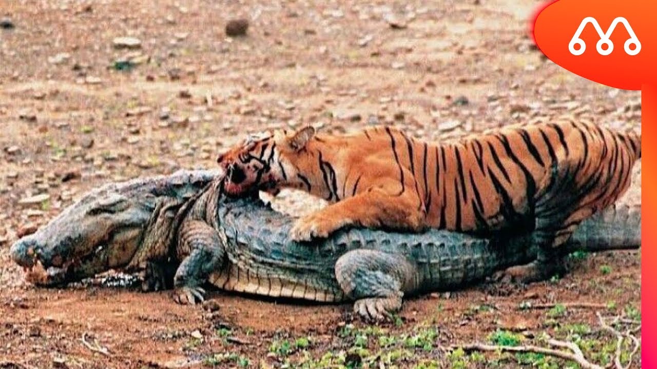 MOST AMAZING WILD ANIMALS BATTLES 