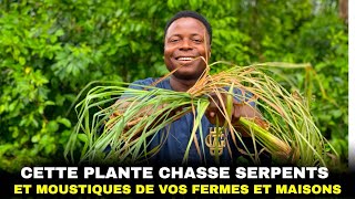 Cette plante chasse les serpents et moustiques de votre ferme et de votre maison.