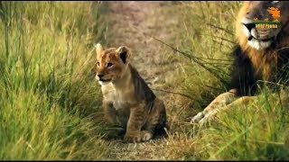 Wild Fauna / Прайд на тропе охоты Wild Fauna / Прайд на тропе охоты