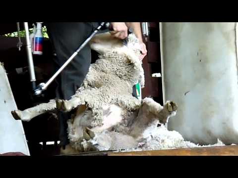 Video: Esperienze Di Apprendimento: Tosare Le Pecore Nell'entroterra Australiano - Matador Network