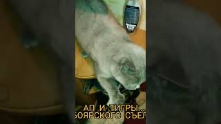 ап, и тигры Боярского съели)))