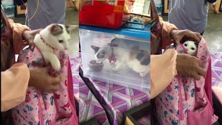 Budak bawa kucing ke sekolah riuh rendah